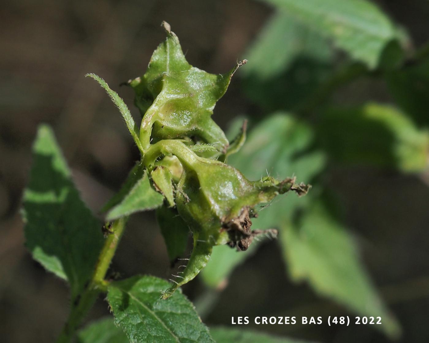 Bats-in-the-Belfry fruit